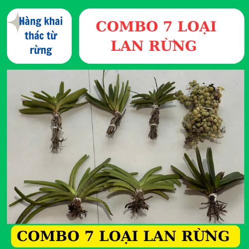 combo 7 loại lan rừng khác nhau, dễ chăm sóc , hoa thơm