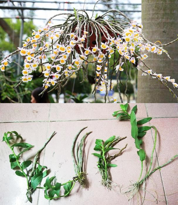 4 Khóm hoa lan long tu, hạc vỹ rừng đã xuống lá chờ nở hoa tết cực đẹp-  Hoa nở vào Tết và tháng giêng