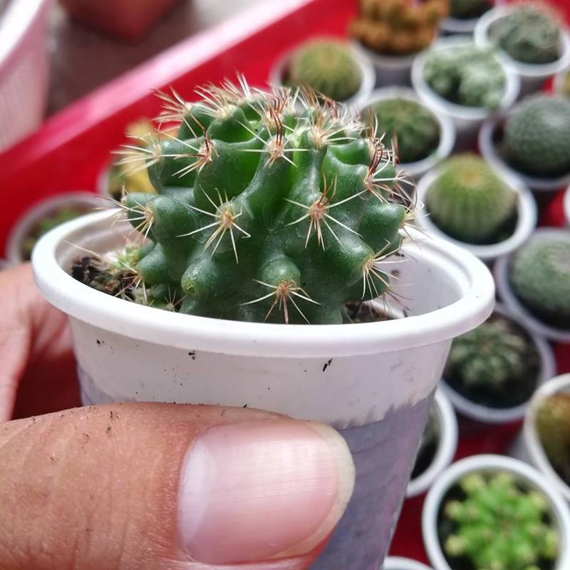 Xương rồng móc câu đổi màu