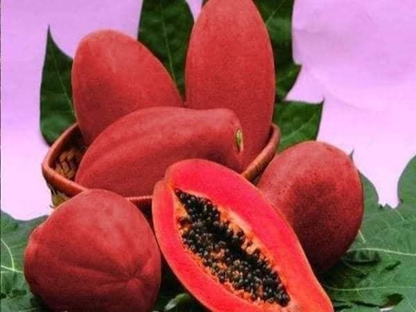 Hạt giống đu đủ đỏ lùn siêu trái