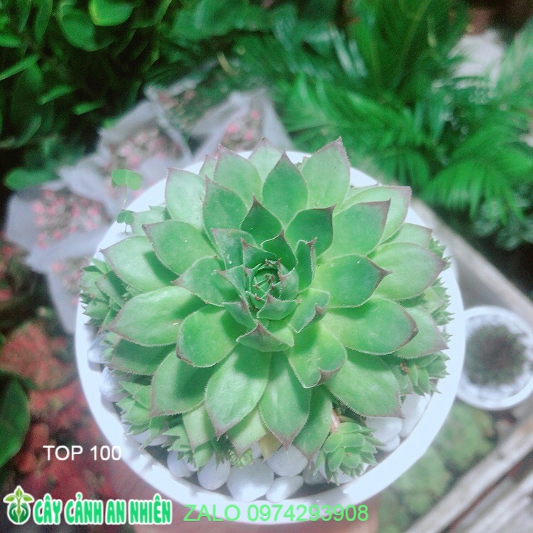 Sen phật bà xanh kèm chậu sứ