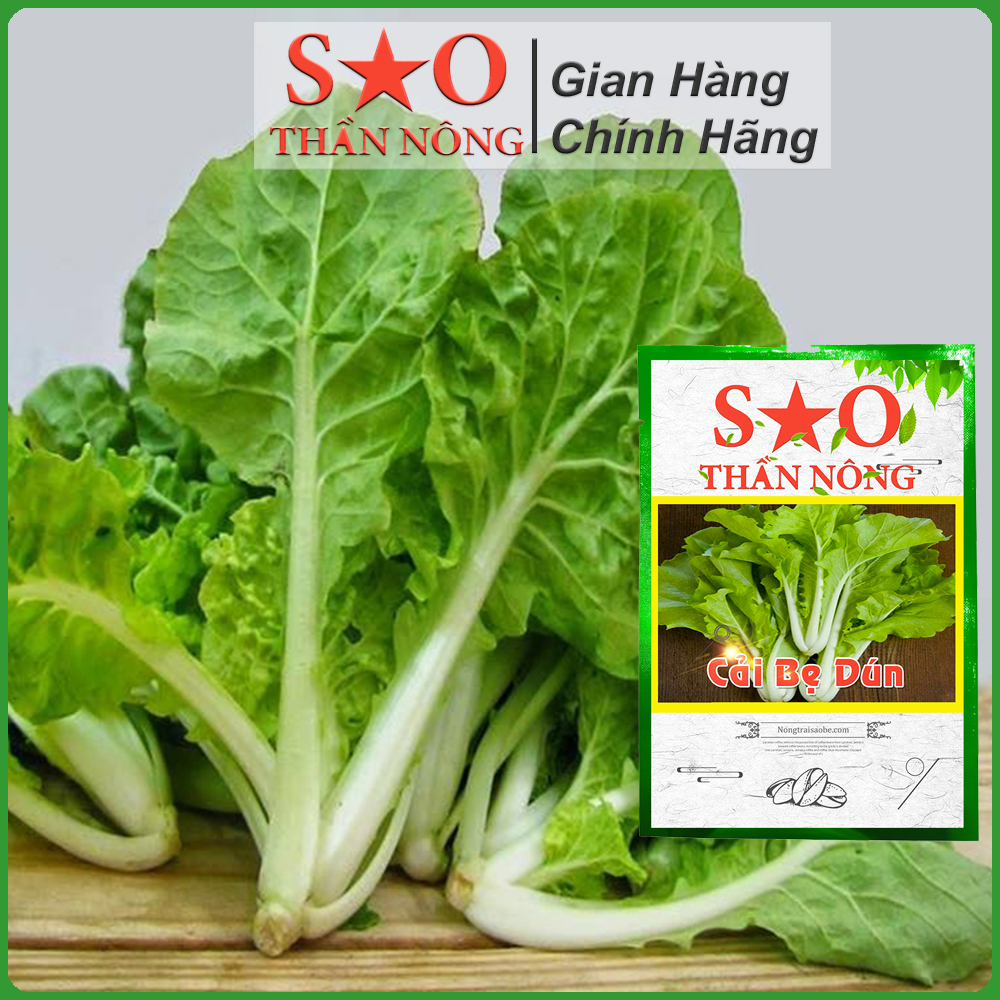 Hạt Giống Cải Bẹ Dún Giòn Ngọt, Dễ Trồng - Hạt giống rau Sao thần Nông