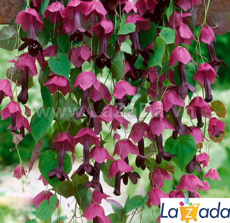 50h Hạt Giống Hoa Leo Chuông Tím Mexico (| -KD: B36*X58)