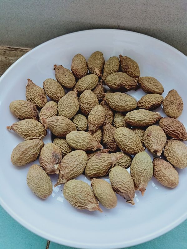 [HCM]200gr hạt ươi bay/hạt đười ươi bay rừng chuẩn đảm bảo nở 100%