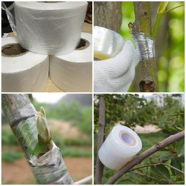 Băng keo ghép cành tự hủy 3cm