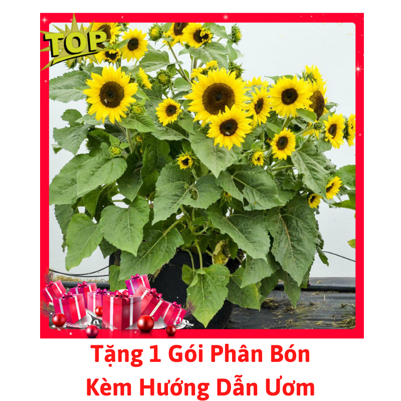 Gói Hạt Giống Hoa Hướng Dương Lùn - Tặng Phân Bón