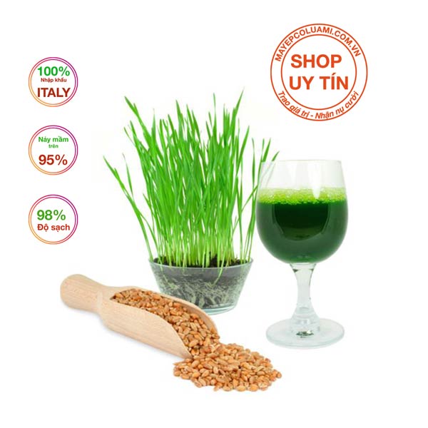Hat giống cỏ lúa mì loại đặc biệt | xuất sứ italy | gói 1 kg