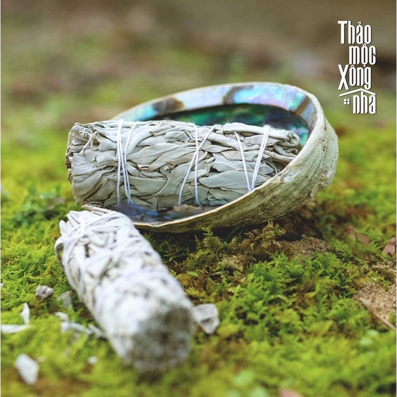 White Sage (Xô Thơm Trắng)_Thanh Tẩy Năng Lương Tiệu Cực_THẢO MỘC XÔNG NHÀ