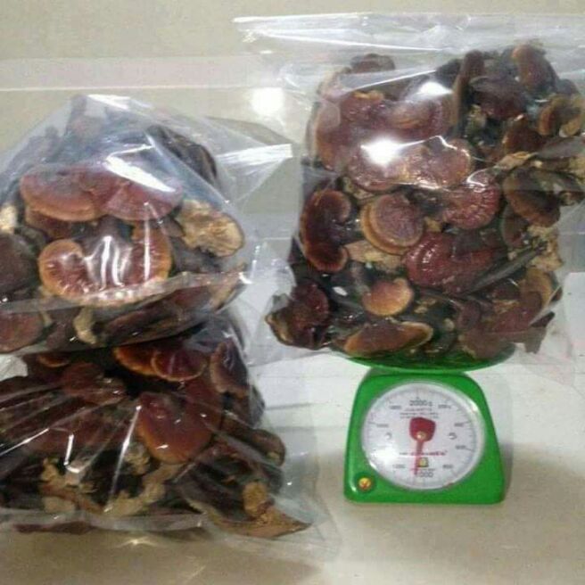 Nấm lim xanh chuẩn rừng tiên phước quảng nam 100g