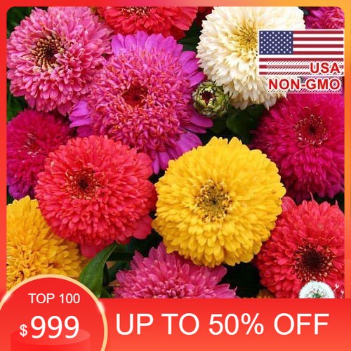 50h hạt giống hoa cúc lá nhám kép mix lilliput