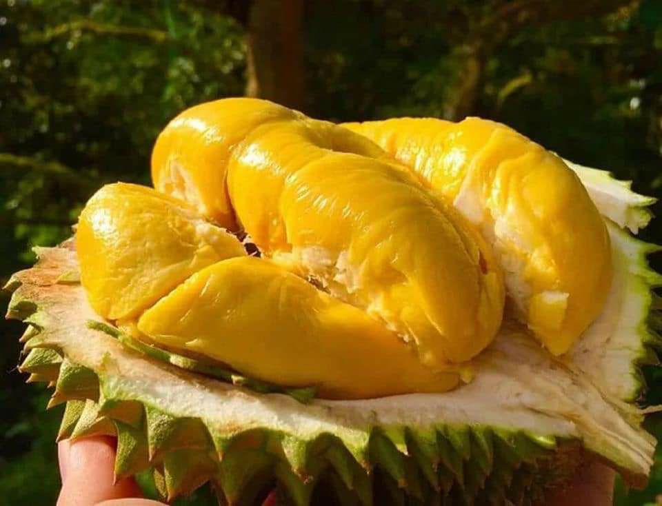 sầu riêng musang king giống cây to nhanh cho trái