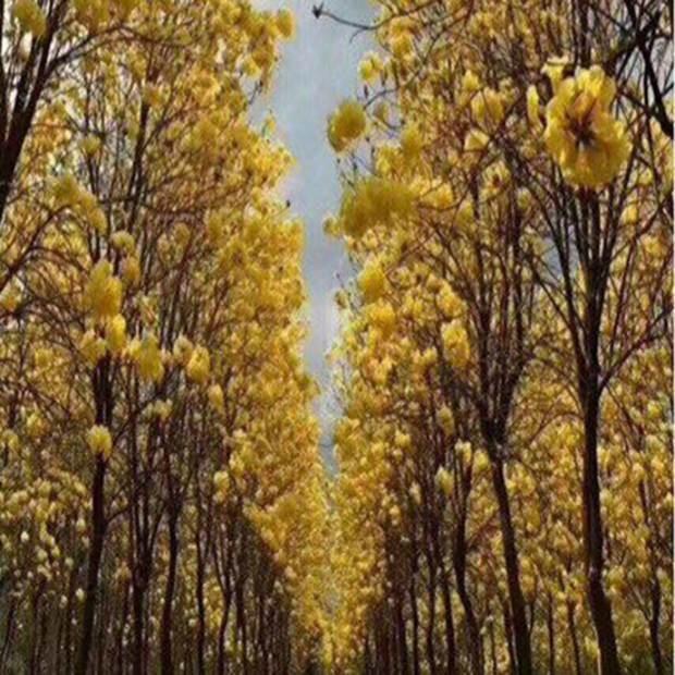 COM BO 2 CÂY GIỐNG PHONG LINH VÀNG