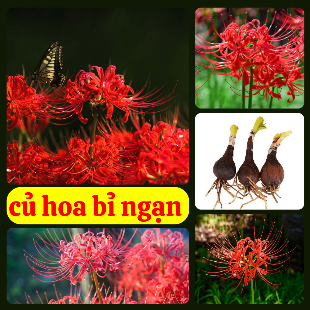 Combo 4 củ hoa bỉ ngạn hoa màu đỏ