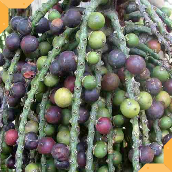 TRÁI ĐỦNG ĐỈNH KHÔ - 1 KG