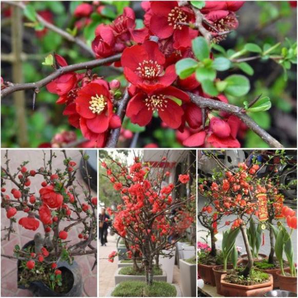 Khu vườn hạt giống mai đỏ tặng gói hạt giống .