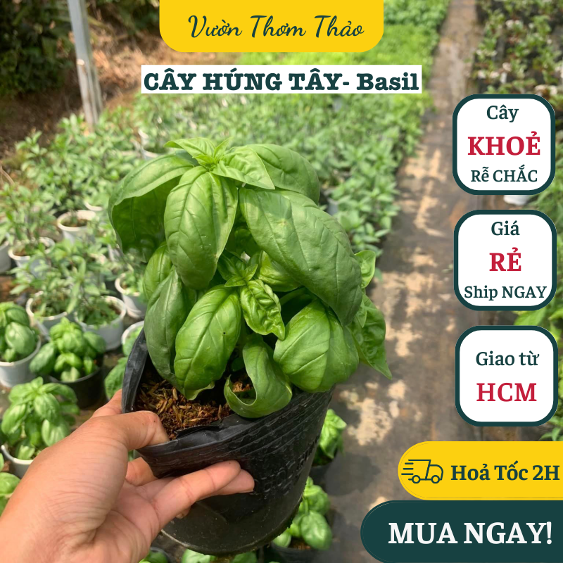 Chậu cây húng tây- sweet basil ,, cây gia vị âu, cây hương liệu đuổi muỗi trồng chậu nhựa có sẵn bầu đất trồng, vườn thơm thảo