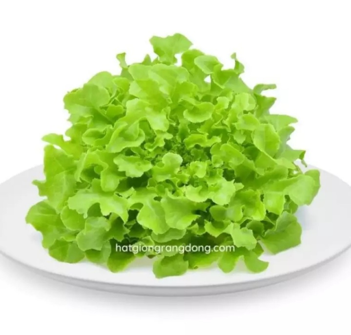 Hạt giống xà lách ăn non 10gram