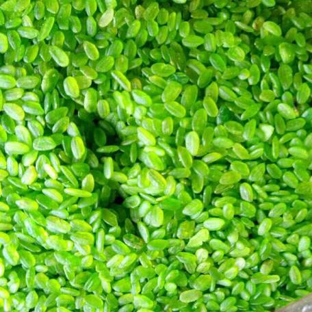 Cốm dẹp xanh đặc sản làng vòng 500gr