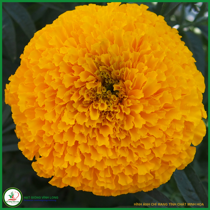 Hạt giống hoa Vạn thọ cao F1 màu Vàng đậm - 25 hạt