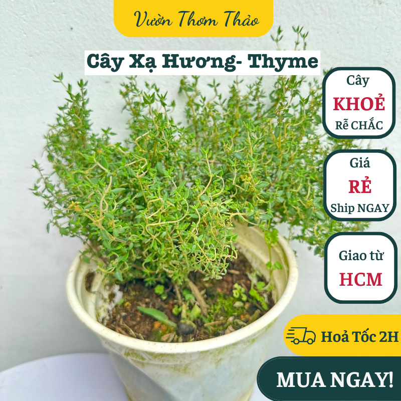 Chậu cây xạ hương - thyme ,, cây gia vị âu, cây hương liệu đuổi muỗi trồng chậu nhựa có sẵn bầu đất trồng, vườn thơm thảo