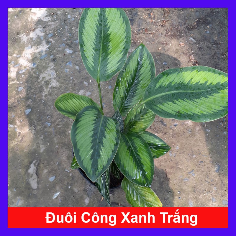 Cây đuôi công xanh trắng - cây cảnh mini - cây cảnh để bàn - caykiengsadec