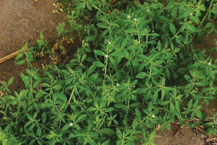 [Chỉ giao miền Nam 1-2 ngày tới] 1 kg Rau Đắng Đất tươi - tất cả phần thân lá trên mặt đất, làm dược liệu (Rau Đắng Lá Vòng), đóng gói hút ẩm, đảm bảo tươi nguyên