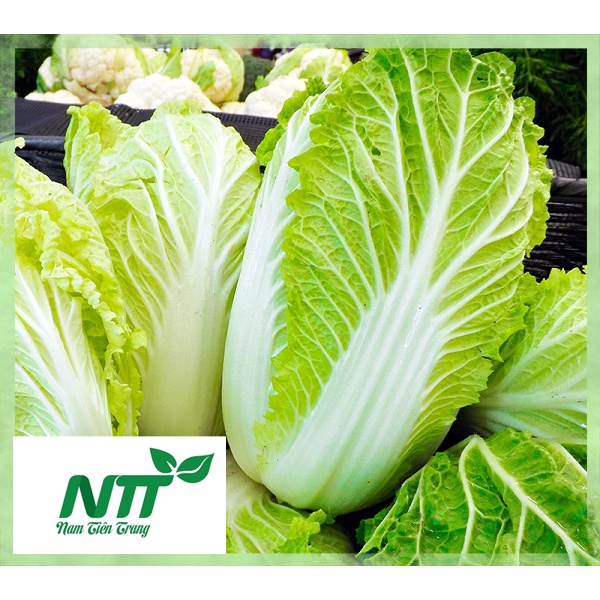 Hạt giống cải thảo chịu nhiệt tn