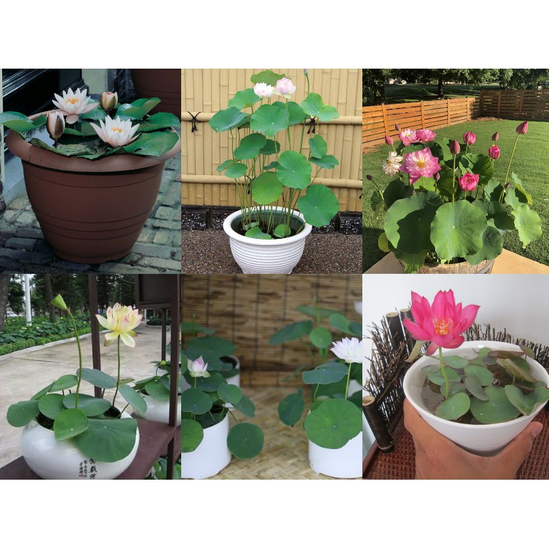 [HCM](2 kg) Đất Bùn Sạch trồng Sen -  Đất  Bùn Tươi dinh dưỡng trồng Sen - Mộc Nhân Farm