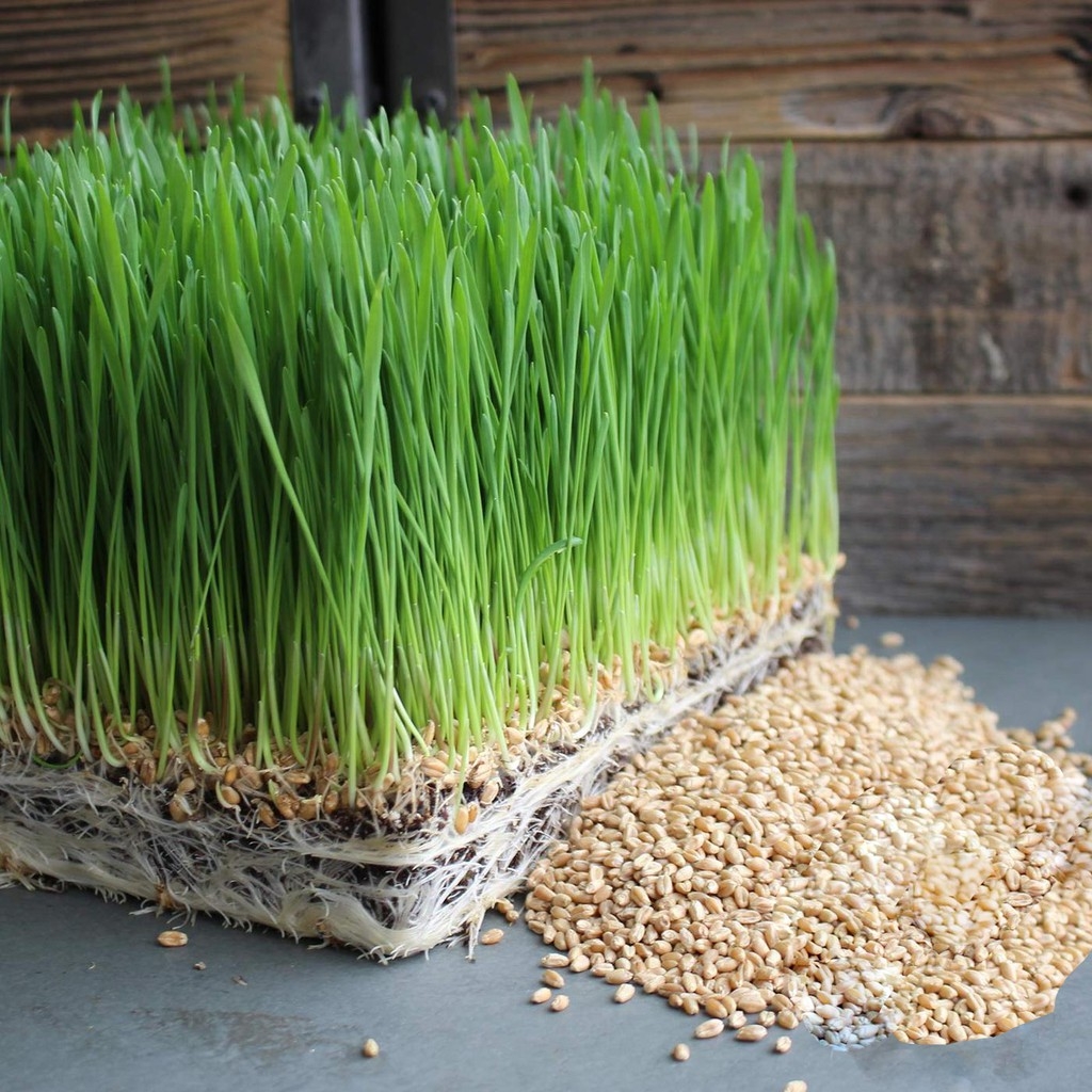100gr hạt giống cỏ mèo wheatgrass - cỏ lúa mì đỏ - hàng loại 1 nảy mầm cao