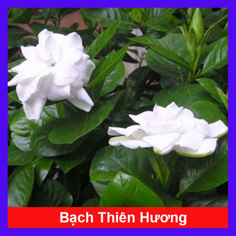Cây bạch thiên hương - Cây cảnh sân vườn - caykiengsadec