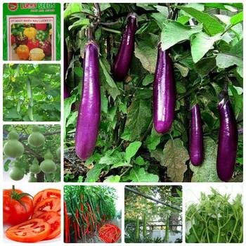 COMBO 12 loại hạt giống rau quả  ( 12 loại khác nhau )