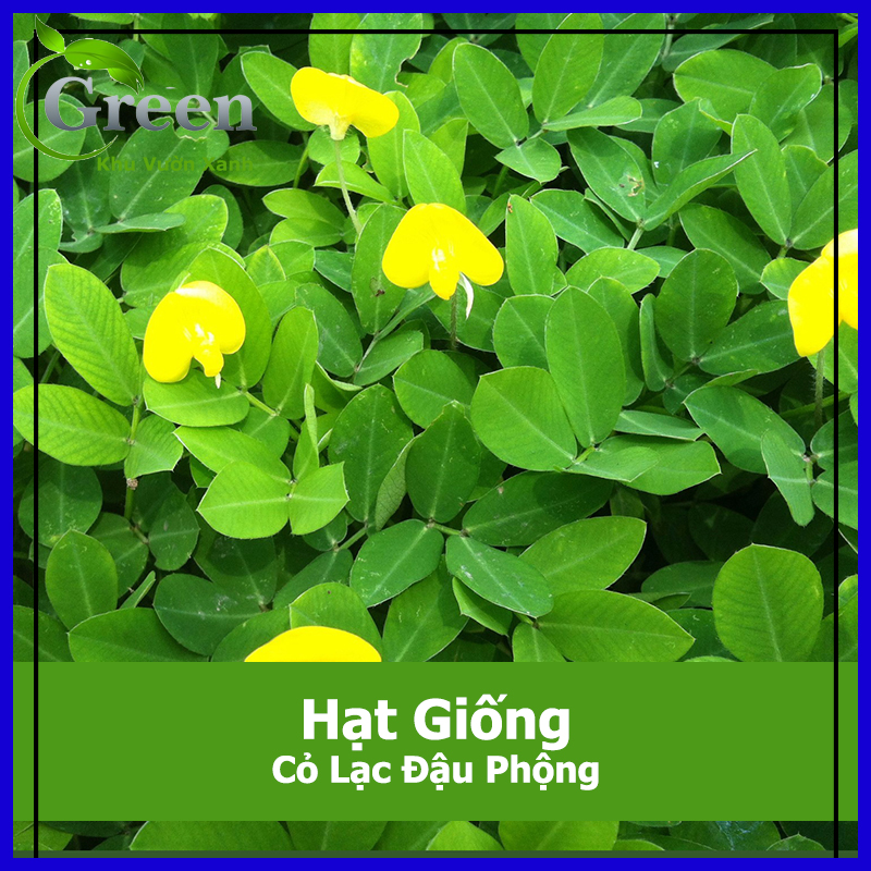 Hạt giống cỏ lạc đậu phộng