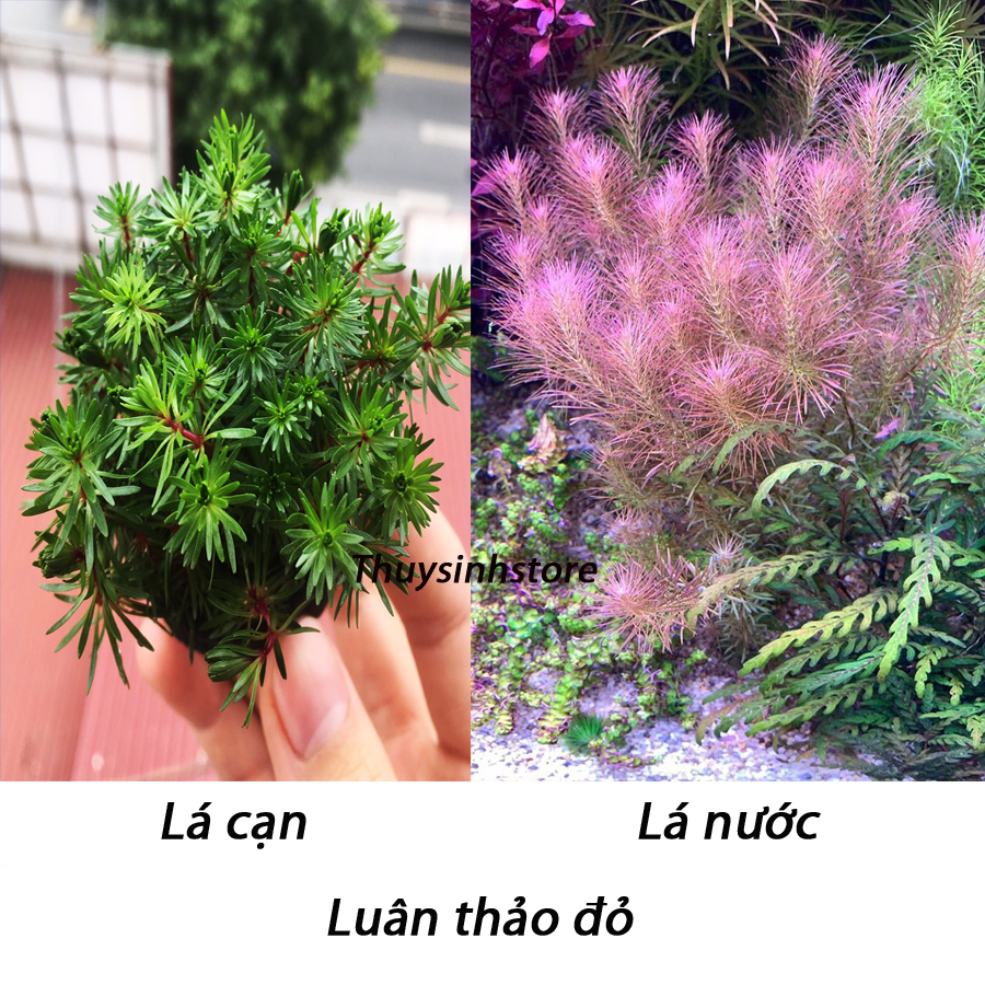 Cây thủy sinh luân thảo đỏ 15-20 nhánh , chỉ đỏ