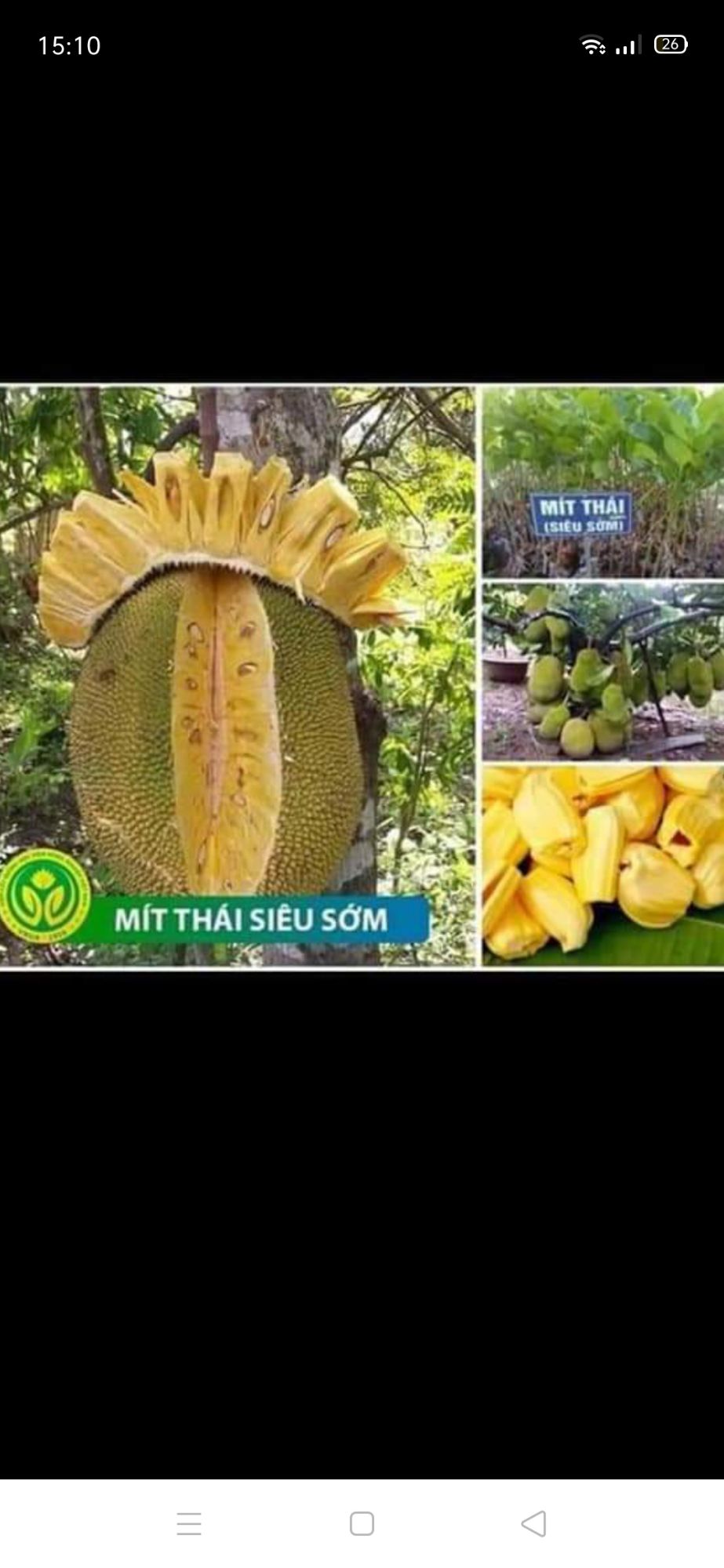 Mít thái siêu sớm