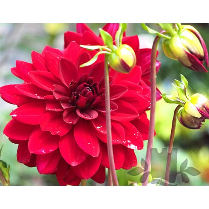 [HCM]Hạt Giống Hoa Cúc Thược Dược Nhiều Màu Gói 1Gr