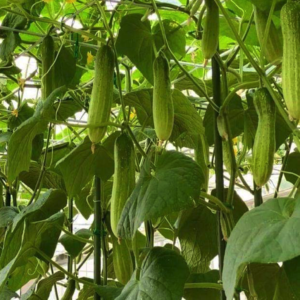 Gói 20 hạt giống dưa leo nếp vl103 - tỷ lệ nảy mầm 90%