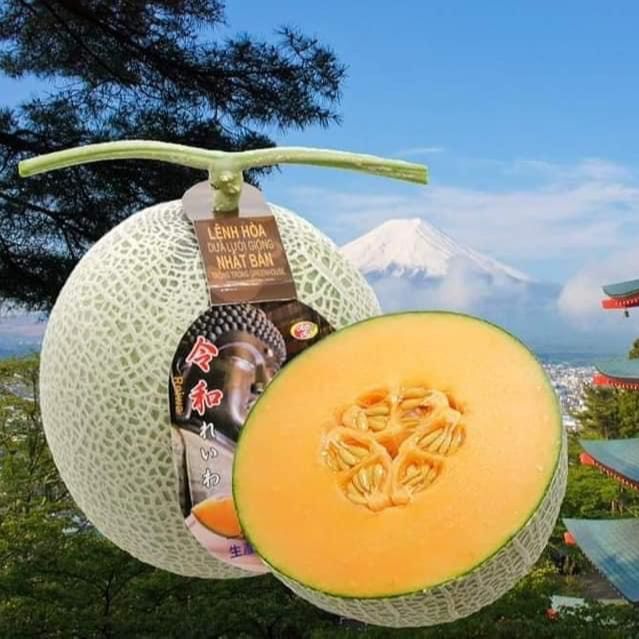 Hạt Giống Dưa Lưới REIWA - Giống Nhật Bản F1