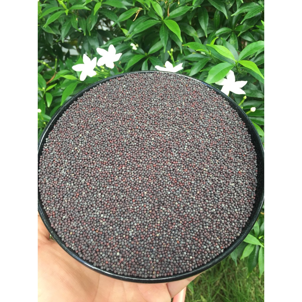 Hạt cải dành cho chim yến hot bị 1kg