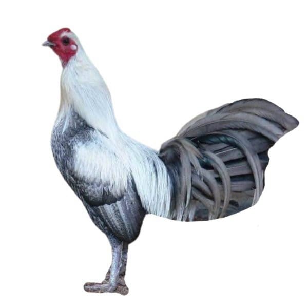 Gà thú bông 3d - đồ chơi