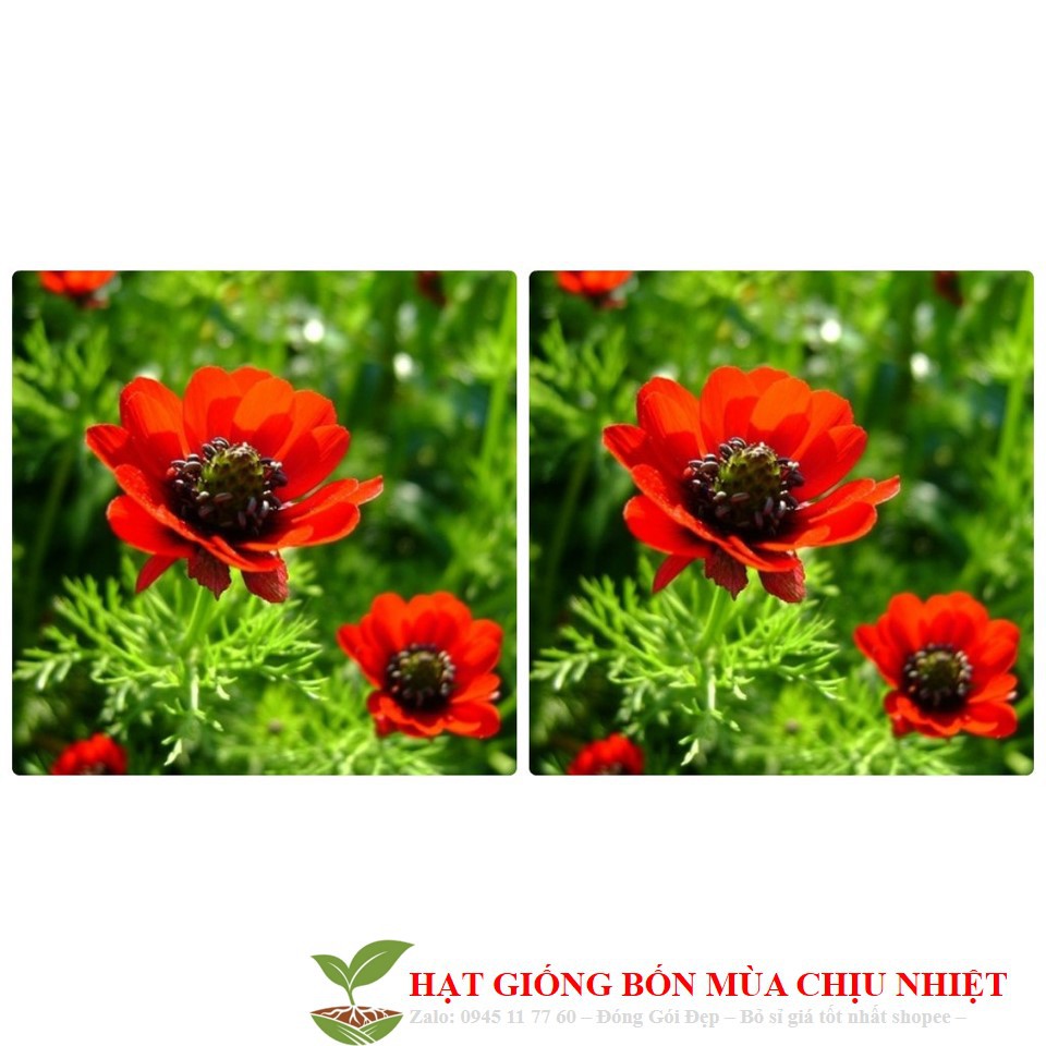 314a hạt giống uyển hồng 100 hạt/ gói