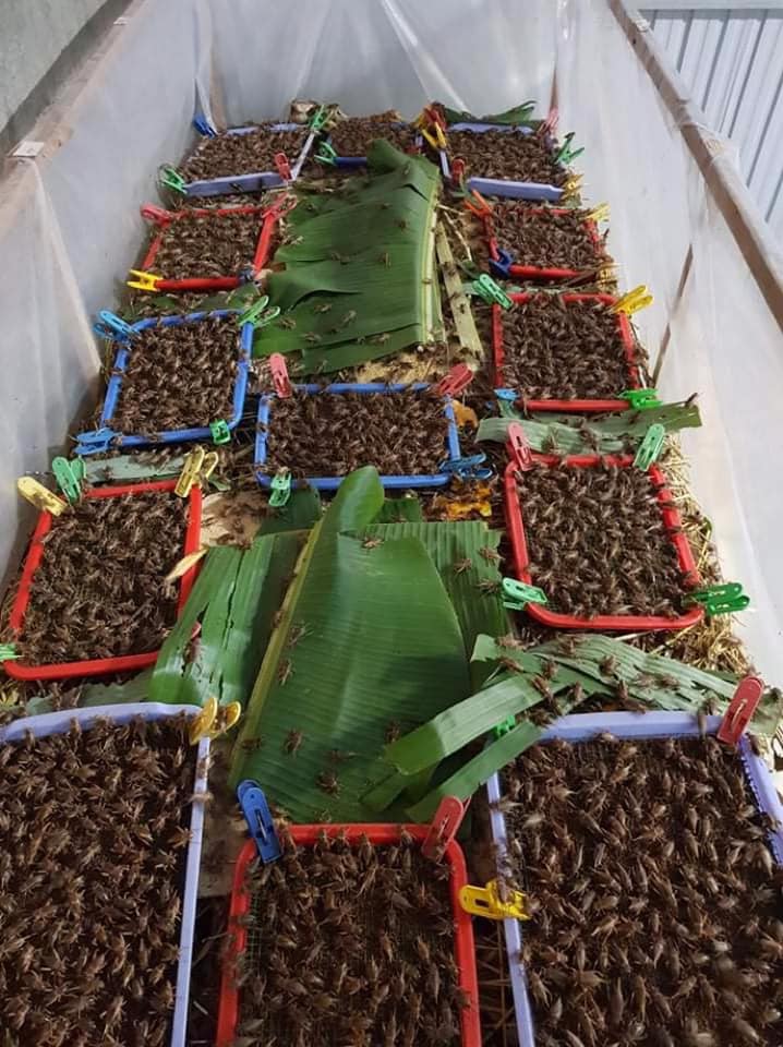 Trứng dế thái vàng 48h đủ lượng trứng, bao đẹp, bao nở, kèm hướng dẫn nuôi