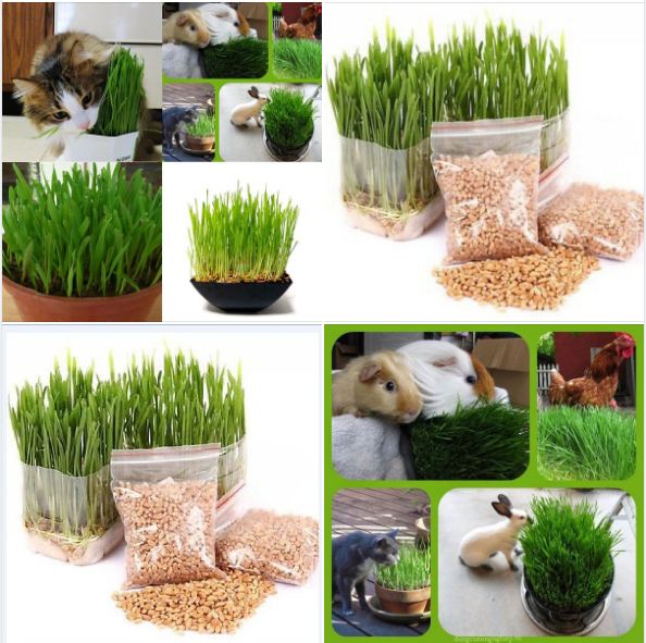 Hạt giống mầm lúa mạch - mầm lúa mì - gói 100gram