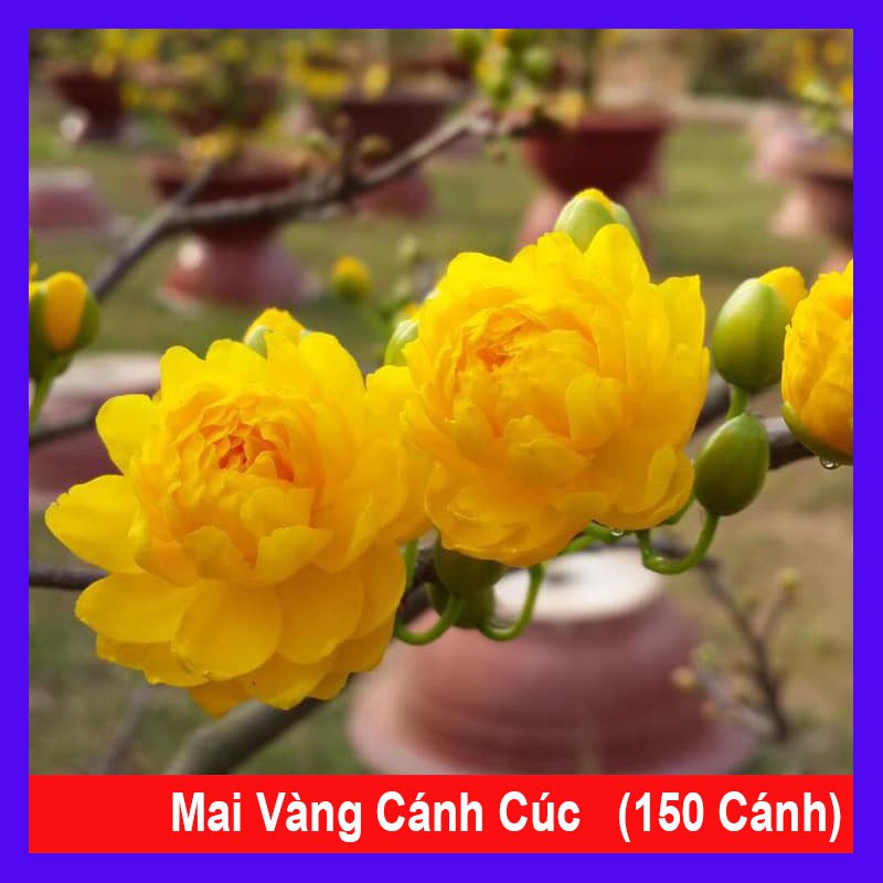 Cây mai vàng cánh cúc 150 cánh - Cây cảnh sân vườn - cây cảnh trong nhà - caykiengsadec