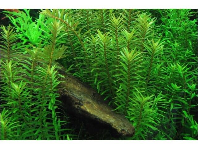 ROTOLA Xanh - VẢY ỐC XANH  (20 nhánh)