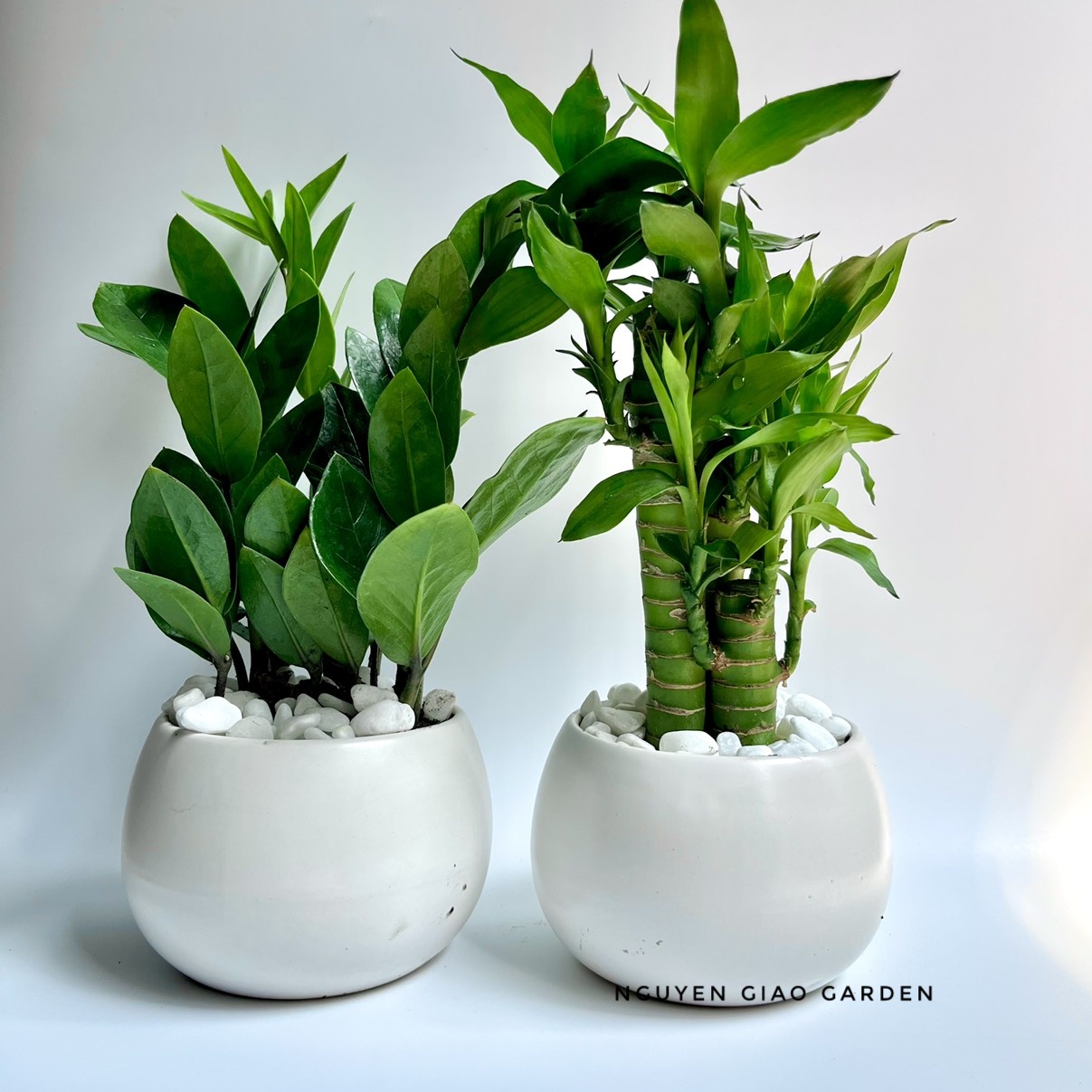 Combo hai chậu cây phát tài kim tiền may mắn tài lộc