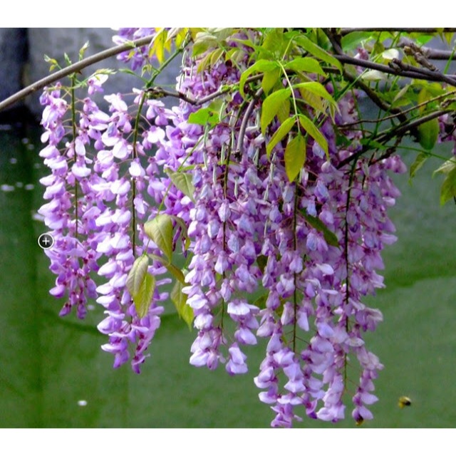Hạt giống hoa tử đằng