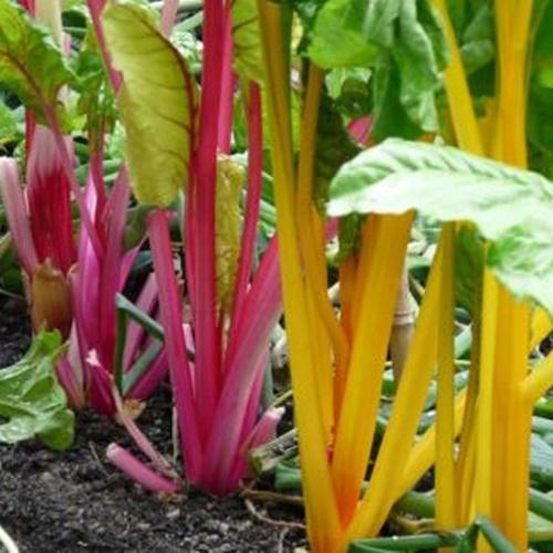 Hạt Giống Rau Cải Bảy Sắc Cầu Vồng. Túi 30 Hạt - Giá Khuyến Mại