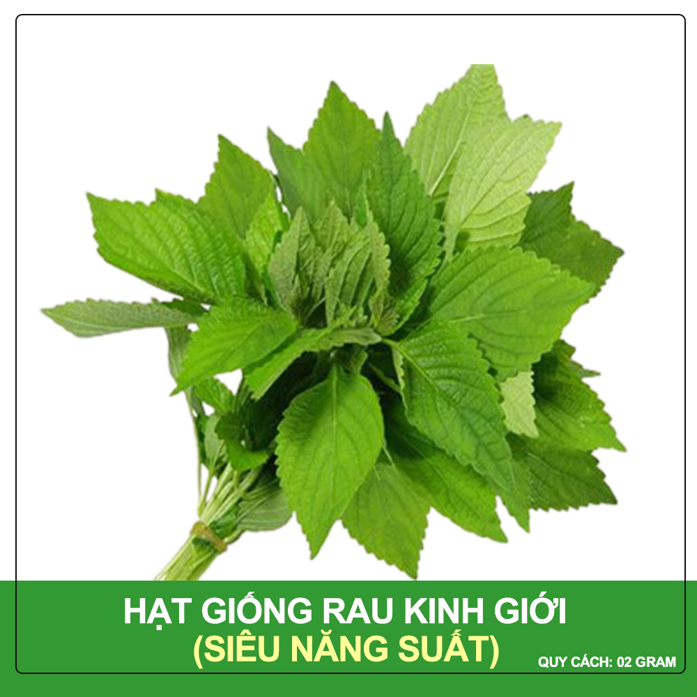 Hạt Giống Rau Kinh Giới Phú Nông Gói 2 Gram