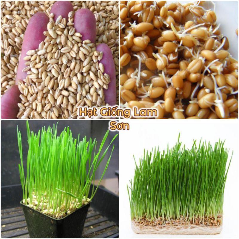 1kg_hạt giống cỏ lúa mì/ cỏ mèo/ yến mạch
