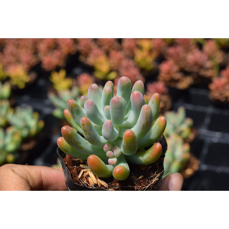 Sen Đá Thạch Ngọc Mỹ